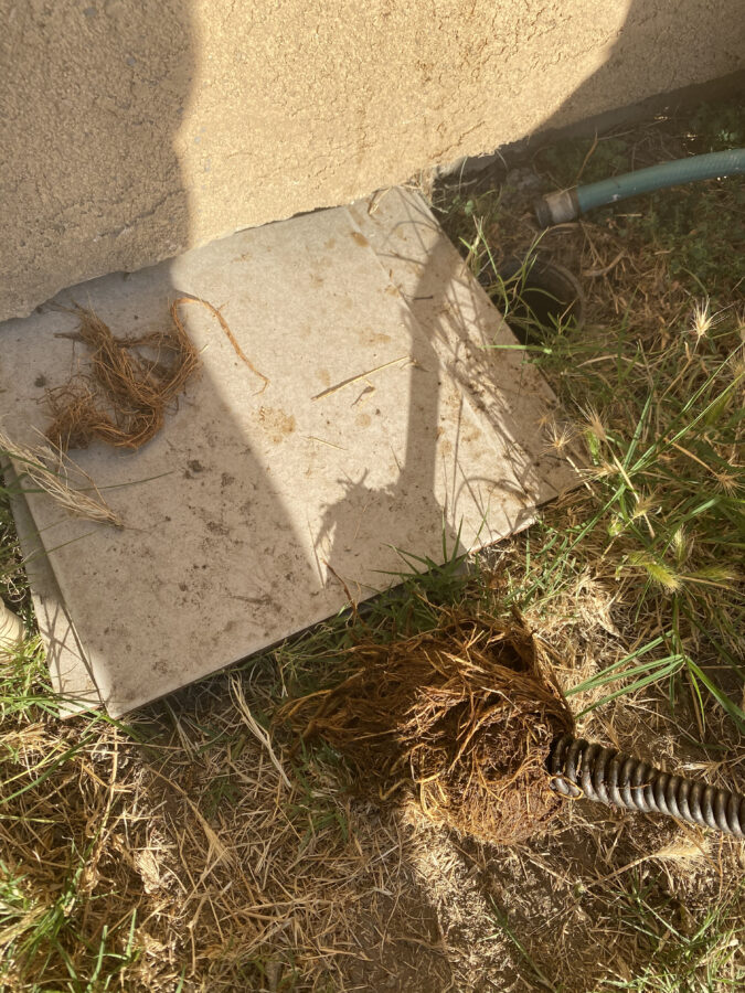 drain cleaning roots