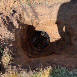 septic system d-box roots